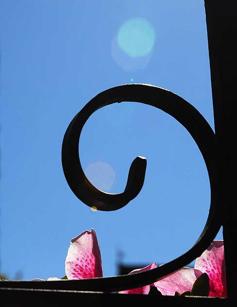 Azalea and Wrought Iron, Hollywood 