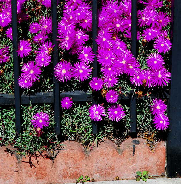 Daisies and Iron Fence, Hollywood 