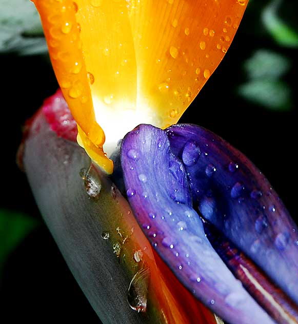 Bird of Paradise (Strelitzia reginae)