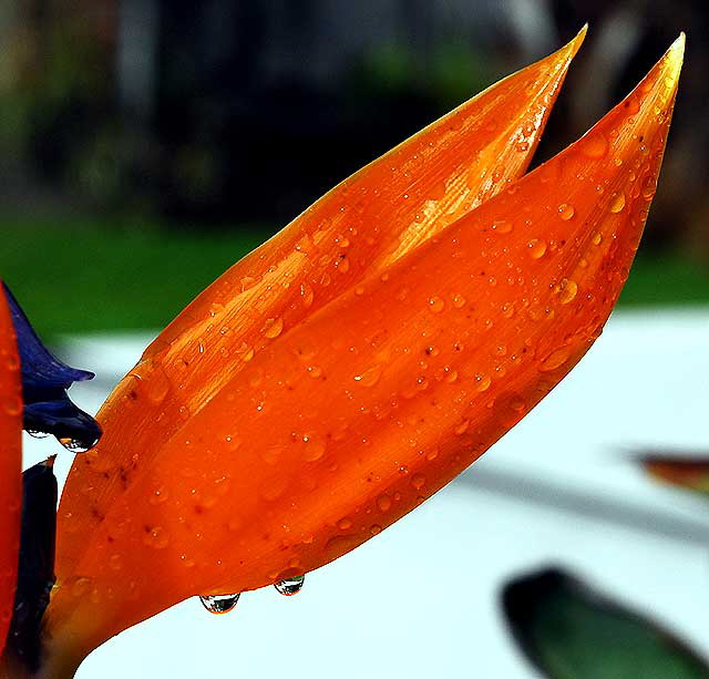 Bird of Paradise (Strelitzia reginae)