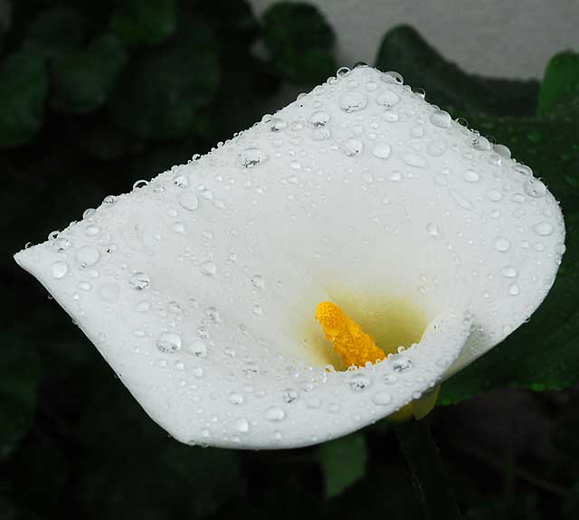 Wet Calla Lily