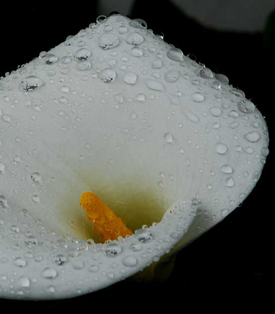 Wet Calla Lily