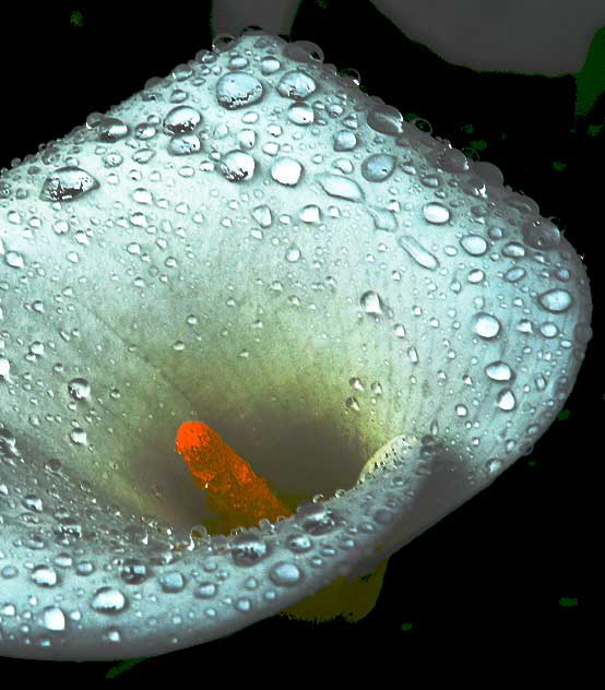 Wet Calla Lily