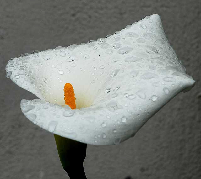 Wet Calla Lily