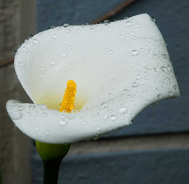 Wet Calla Lily