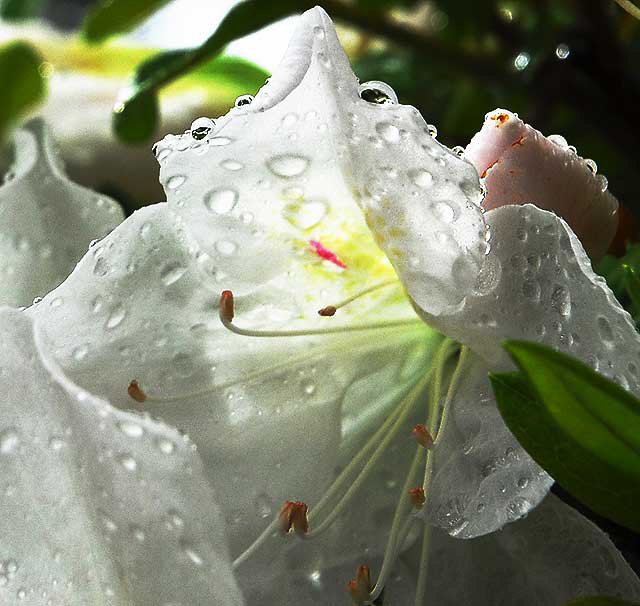 Wet Azalea 