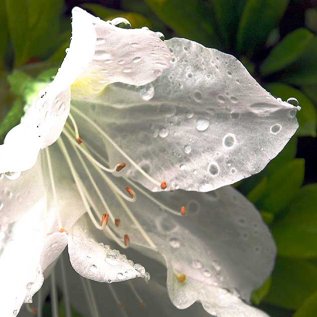 Wet Azalea 