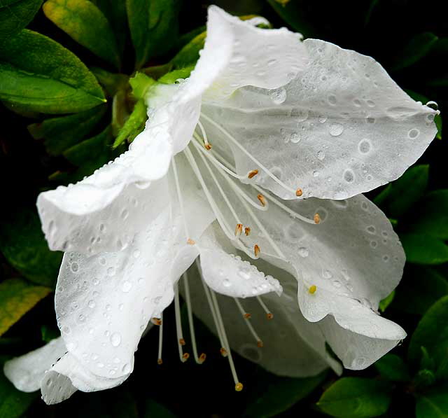 Wet Azalea 