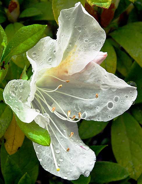 Wet Azalea 