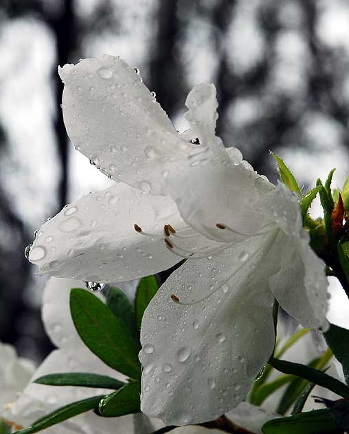 Wet Azalea 