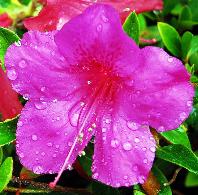 Wet Azalea 