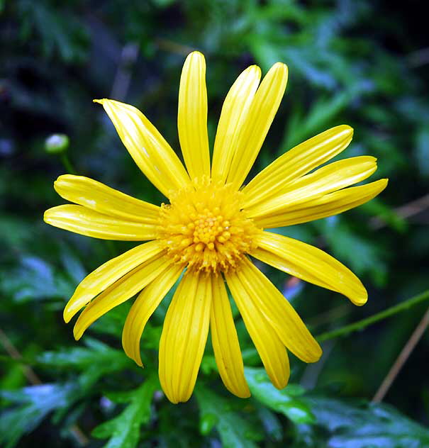 Street flower, North Laurel Avenue, Hollywood 