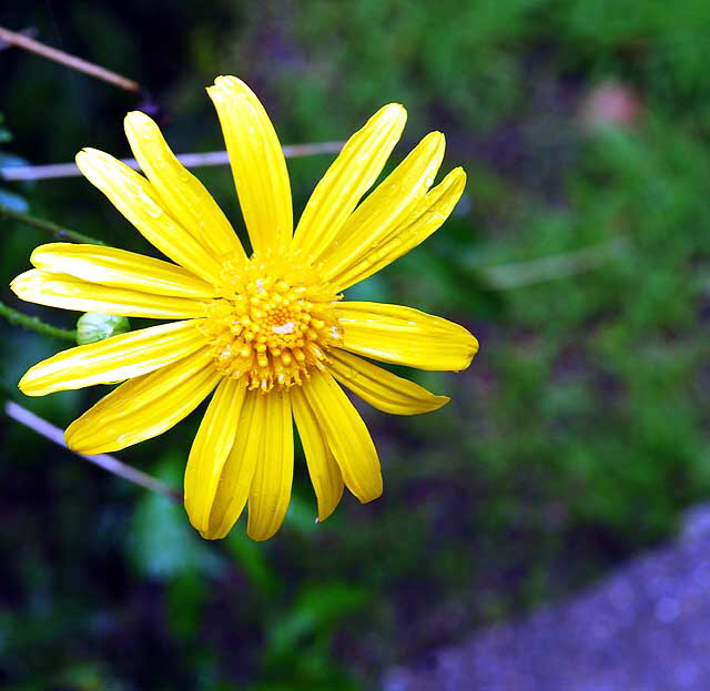 Street flower, North Laurel Avenue, Hollywood 