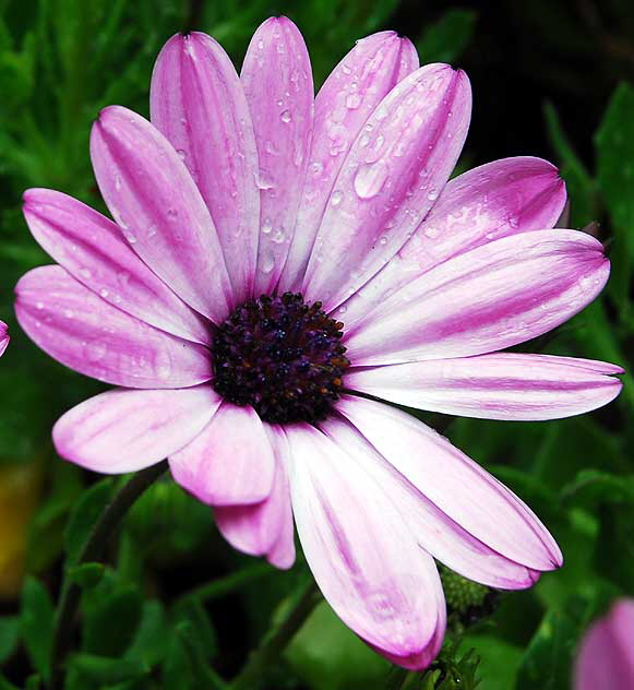 Street flower, North Laurel Avenue, Hollywood 