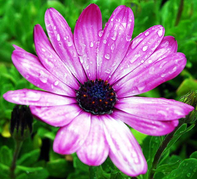 Street flower, North Laurel Avenue, Hollywood 