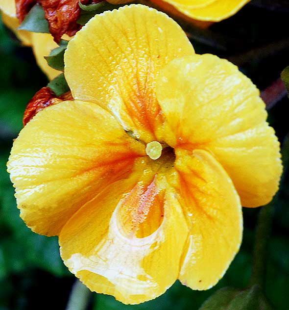 Street flower, North Laurel Avenue, Hollywood 