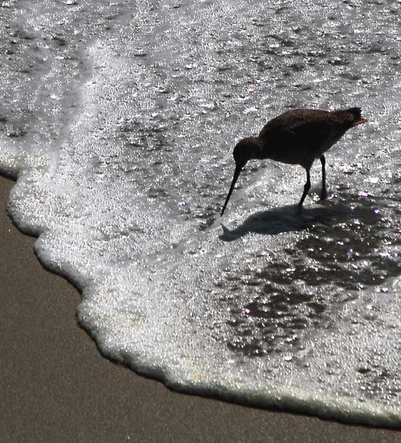 Sandpiper, Manhattan Beach