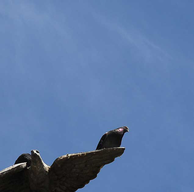 Eagle and Pigeons, MacArthur Park, Los Angeles