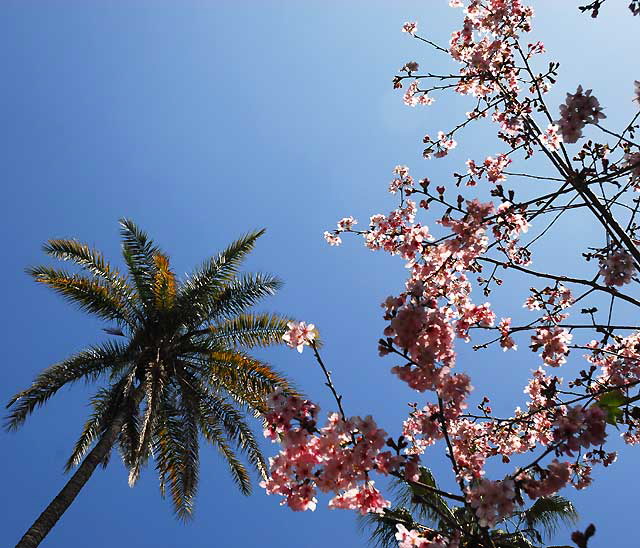 Plum blossoms, Will Rogers Memorial Park, Sunset Boulevard at Rodeo Drive, Beverly Hills
