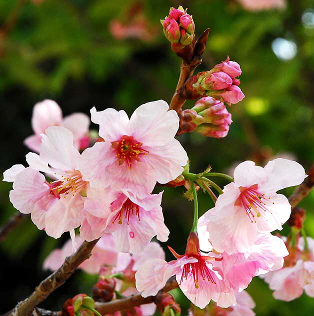 Plum blossoms, Will Rogers Memorial Park, Sunset Boulevard at Rodeo Drive, Beverly Hills