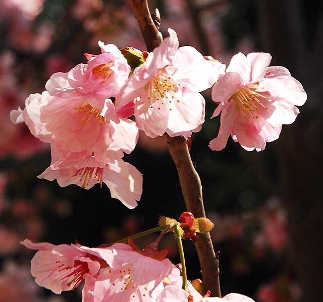Plum blossoms, Will Rogers Memorial Park, Sunset Boulevard at Rodeo Drive, Beverly Hills