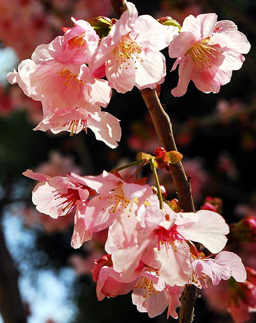 Plum blossoms, Will Rogers Memorial Park, Sunset Boulevard at Rodeo Drive, Beverly Hills