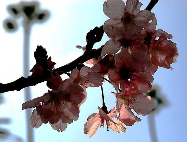 Plum blossoms, Will Rogers Memorial Park, Sunset Boulevard at Rodeo Drive, Beverly Hills