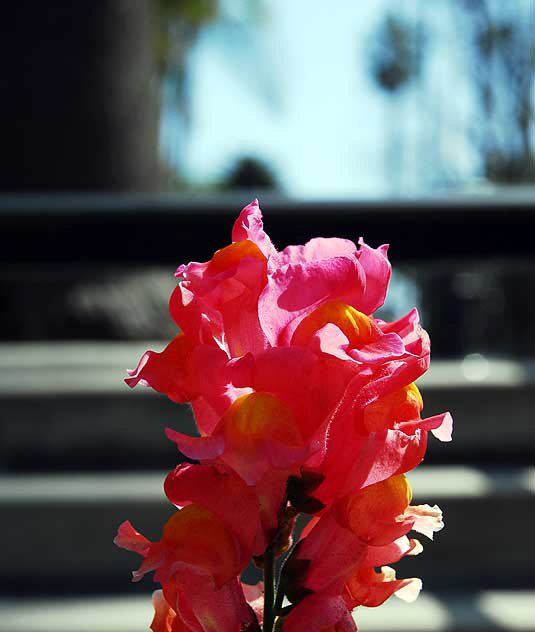 Will Rogers Memorial Park, Sunset Boulevard at Rodeo Drive, Beverly Hills - Saturday, March 13, 2010 