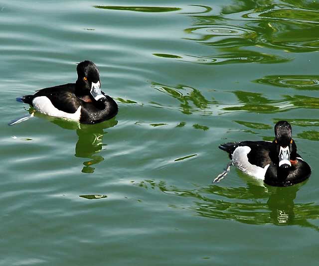 American Coot, MacArthur Park, Los Angeles