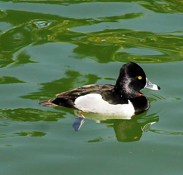 American Coot, MacArthur Park, Los Angeles