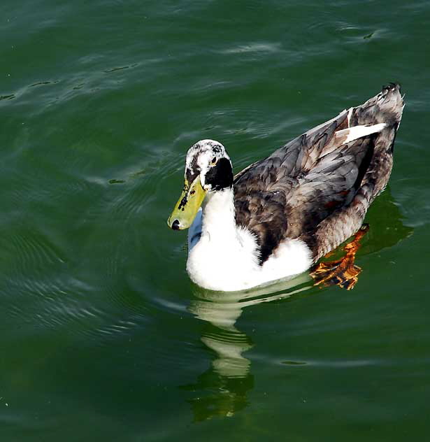 Duck, MacArthur Park, Los Angeles