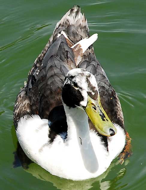 Duck, MacArthur Park, Los Angeles