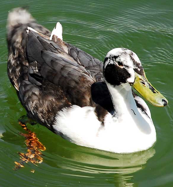 Duck, MacArthur Park, Los Angeles