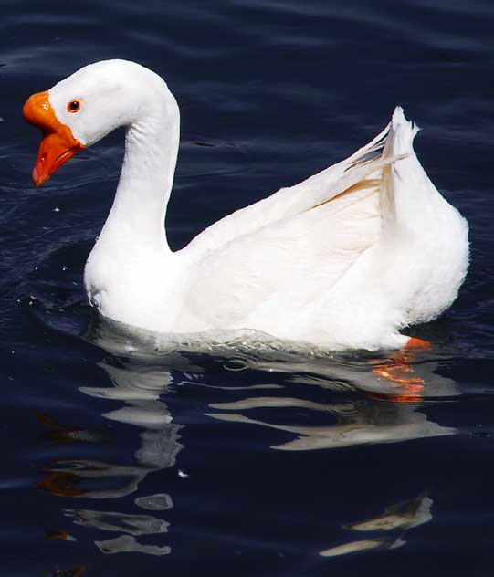 Swan, MacArthur Park, Los Angeles