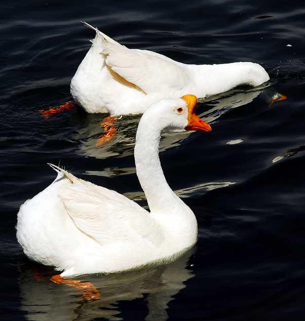 Swan, MacArthur Park, Los Angeles