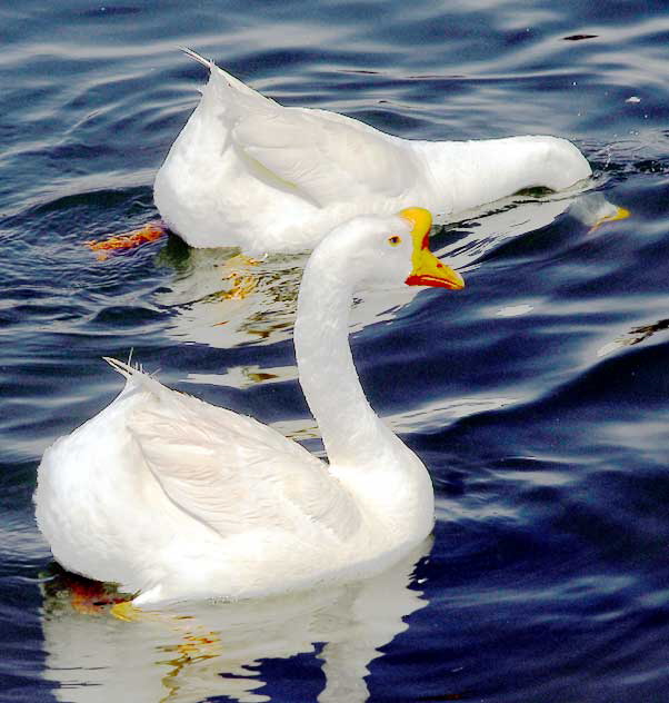 Swans, MacArthur Park, Los Angeles