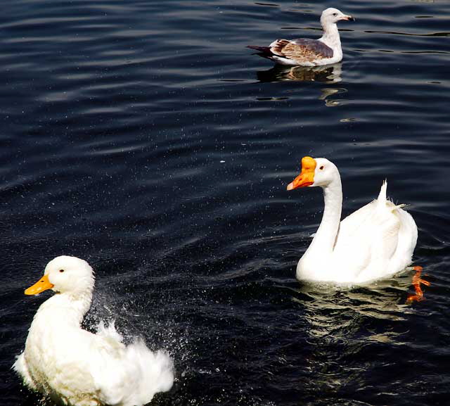 Swan, MacArthur Park, Los Angeles