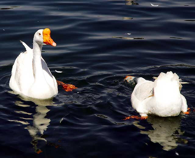 Swan, MacArthur Park, Los Angeles