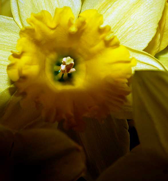 A backyard garden in San Diego County on the first day of spring