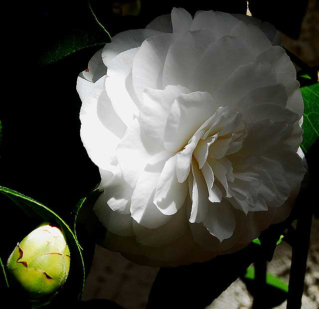 A backyard garden in San Diego County on the first day of spring