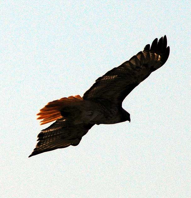 Red-Tailed Hawk  Buteo jamaicensis