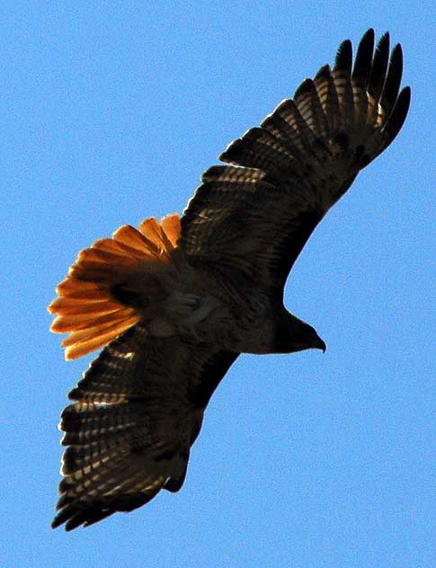 Red-Tailed Hawk  Buteo jamaicensis