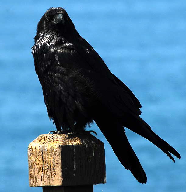 Raven/Crow