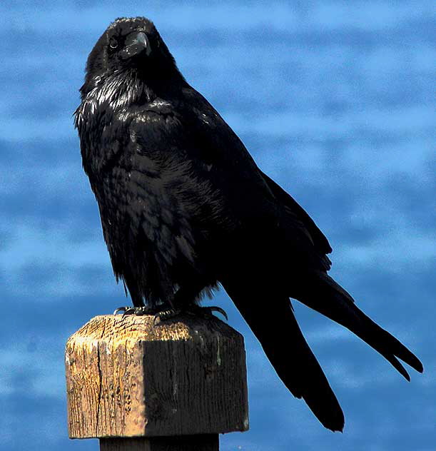 Raven/Crow (image digitally equalized) 