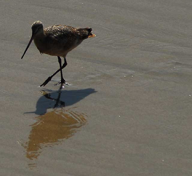 Sandpiper, Manhattan Beach