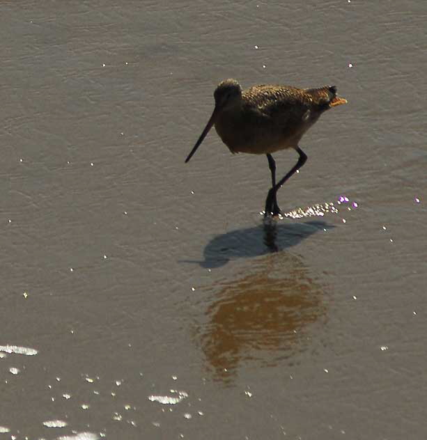 Sandpiper, Manhattan Beach