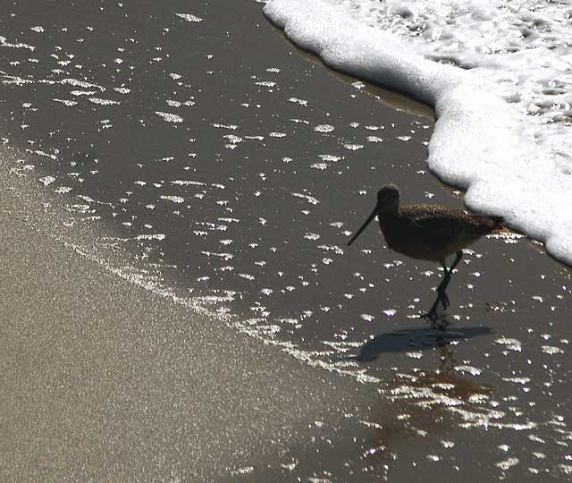 Sandpiper, Manhattan Beach