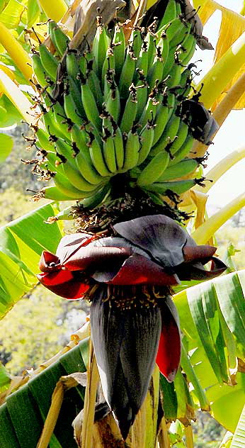 Banana, community garden, Curson Avenue, Hollywood