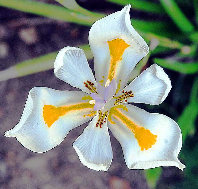 Narcissus 