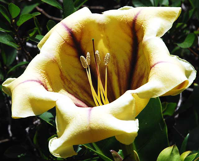 Odd yellow bloom, Curson Avenue, Hollywood